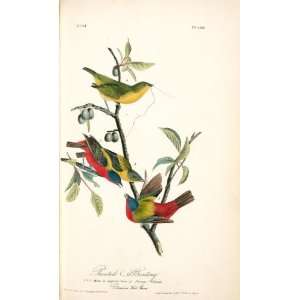   John James Audubon   24 x 40 inches   Painted Bunti Home & Kitchen