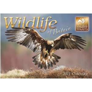  2011 Animal Calendars Wildlife Of Britain   12 Month 