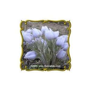  1/4 Lb   Pasque Flower   Bulk Wildflower Seeds Patio 