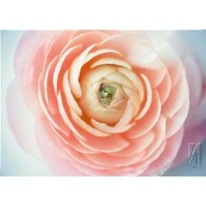  Nichole Sloan   Pink Rose Artaissance Canvas Giclee