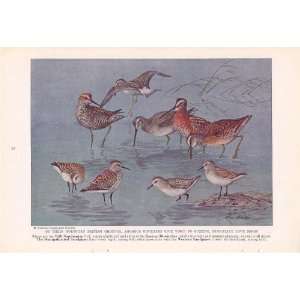 1937 Stilt Sandpipers Eastern Dowitcher Western Sandpiper Semipalmated 