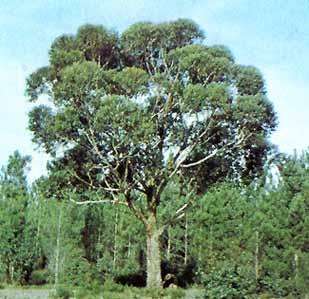 Southern Mahogany (Eucalyptus botryoides)   Seed  