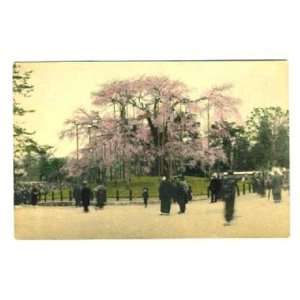 Cheery Blossoms Park Postcard Japan 1900s Hand Colored