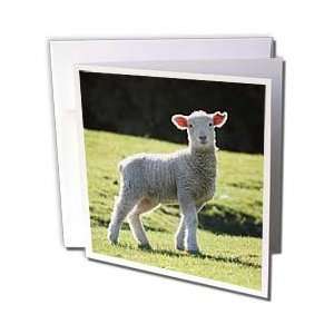  Albom Design Animals   Adorable Lamb New Zealand 