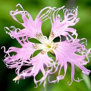   Pinks (Dianthus superbus) Seeds By Seed Needs Patio, Lawn & Garden