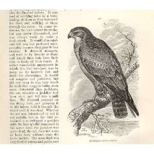  Buzzard 1862 WoodS Natural History Bird Engraving: Home 
