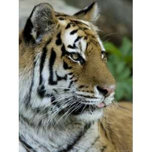 Siberian Tiger Sticks its Tongue Out at the Henry Doorly Zoo, Nebraska 