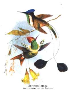 32 old books ORNITHOLOGY color antique plates hummingbirds BIRDS 