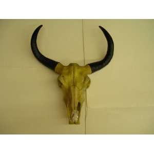 Steer Skull (24 Long   18 Wide Across Horns)