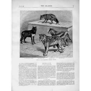    1873 Zoological Gardens Black Arctic Russian Wolves