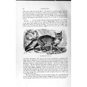   NATURAL HISTORY 1893 94 CARNIVORE CORSAC FOX ANIMALS