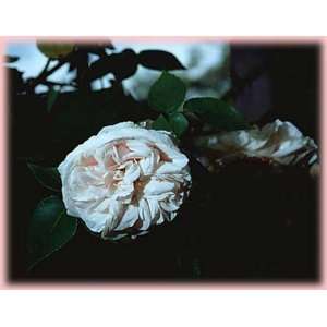   (own root) (Rosa Bourbon)   Bare Root Rose Patio, Lawn & Garden