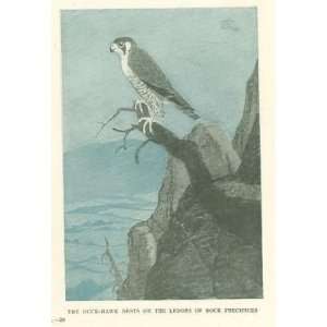   1919 Birds of Prey Duck Hawk Sparrow Hawk Horned Owl 