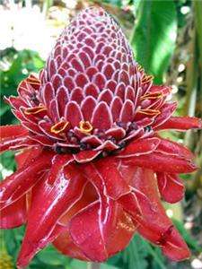 PINK TORCH GINGER LIVE RHIZOME TROPICAL EXOTIC FLOWER  
