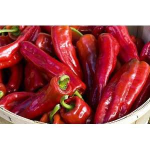  Mirasol Hot Pepper 4 Plants   Flavorful Mexican Chile 