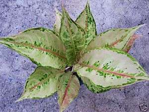 Aglaonema MasterPiece Tropical Plant Rare Variegated  