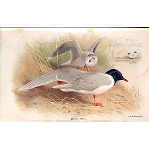  Little Gull Lilfords Birds 1885 97 By A Thorburn