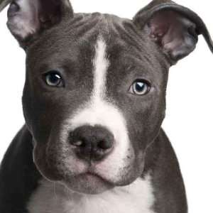  American Staffordshire Terrier Puppy (3 Months)   Peel and 