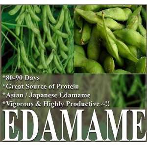  Japanese Edamame seeds ~~ Soy Bean HIGH IN PROTEIN x 50 