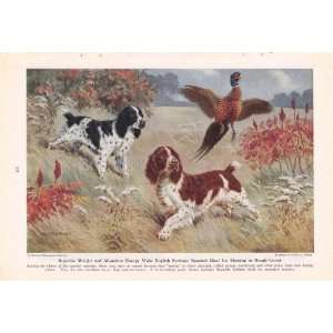   Springer Spaniel Bird Dogs Hunt Pheasant Walter Weber Dog Print