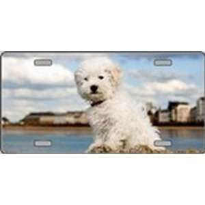 Bichon Frise Dog Pet Novelty License Plates Full Color Photography 