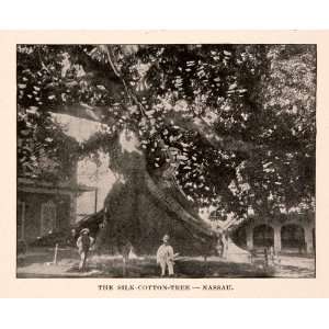  1893 Halftone Print Silk Cotton Tree Town Square Nassau 