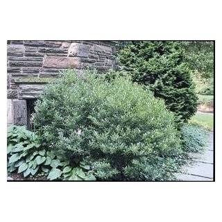   China Girl Holly Plants 3 inch pot (2 plants): Patio, Lawn & Garden