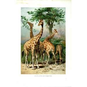 NATURAL HISTORY 1894 SOUTH AFRICAN GIRAFFES COLOUR