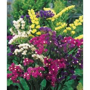  Statice, Mixed Bold Colors 1 Pkt. (75 seeds) Patio, Lawn 