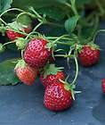 sweet strawberry plants 25 healthy 2 year old plants strawberry