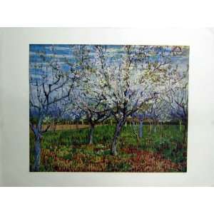  Van Gogh Colour Art 1888 The Orchard Trees Wood