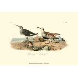 John Woodhouse Audubon   Red   Backed Sandpiper 
