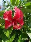 Red flowered variegated Hibiscus Snow Queen tropical PLANT N