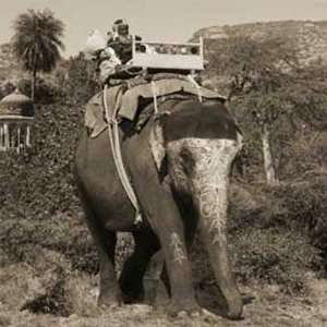  Man With Beard Riding Elephant by Nelson Fegueredo 28 