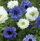   DOUBLE ANEMONE ( WINDFLOWER SEABREEZE BLEND ) FLOWER BULBS 8+ CM BULB