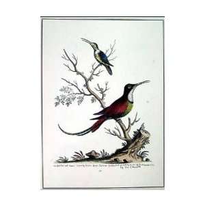  Greater And Lesser Hummingbirds Poster Print