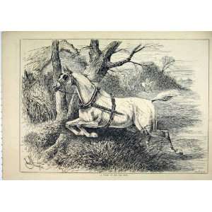  1882 Loose Horse Running Field Country Scene Old Print 