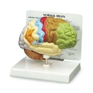  Half Brain Model 