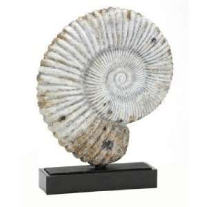  Nautilus Fossil Shell Sculpture