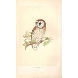  TengmalmS Owl British Birds 1St Ed Morris 1851