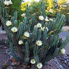   , QUEEN OF THE NIGHT blooming columnar flower seed 500 SEEDS