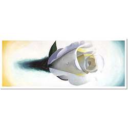 Roderick Stevens Single White Rose Framed Canvas Art  Overstock