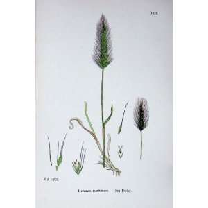 Botany Plants C1902 Sea Barley Hordeum Maritimum Flower  