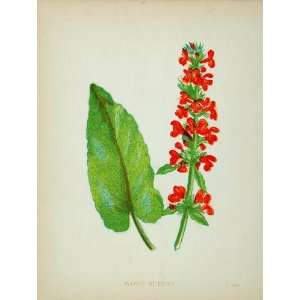  1902 Botanical Print Wood Betony Betonica Officinalis 