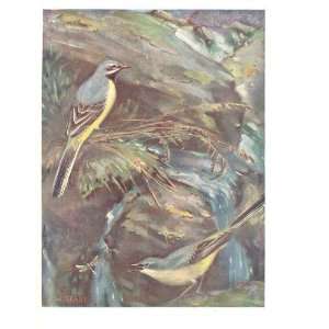    Colored Drawing British Birds Grey Wag Tails Seaby