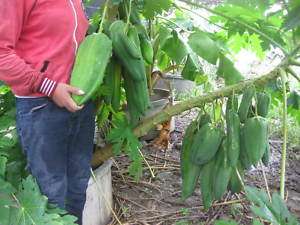 Amazing Dwarf Papaya GIANT TORPEDO Plant 10 Seed WOW  