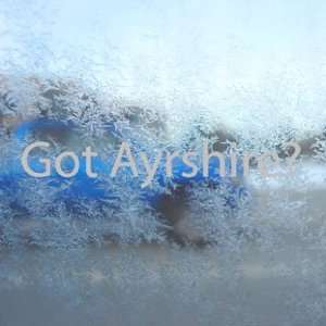  Got Ayrshire? Gray Decal Beef Cattle Cow Breed Car Gray 
