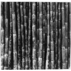 Sugar cane agriculture,Central America,1948,Growth of sugar,stalks of 