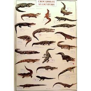  Crocodiles and Alligators Reptiles 27x39 Poster