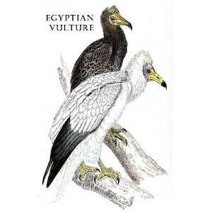 Birds Egyptian Vulture Sheet of 21 Personalised Glossy Stickers or 